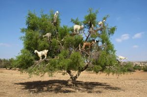 Goats Climbing the Argan Tree in Morocco