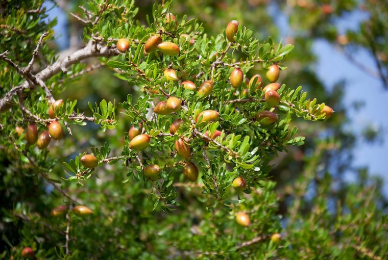 Argan Trees in Morocco