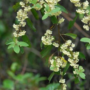 May Chang Essential Oil