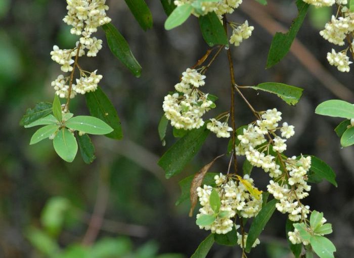 May Chang Essential Oil